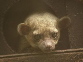 Kinkajou: Image by Frank Wouters, Wikimedia Commons