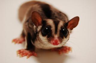 Sugar Glider: Image by GarrettTT, Flickr