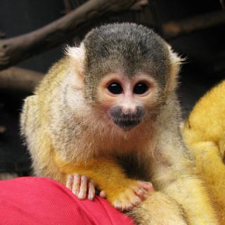 Squirrel Monkey: Image by Coda, Flickr