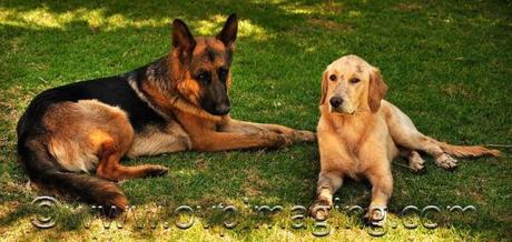 German Shepherd Dog & Golden Retriever puppy