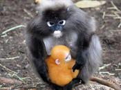 Rare Colorful: Dusky Langur Born Adelaide