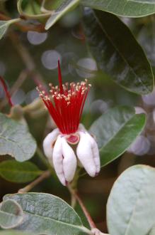 Feijoa sellowiana Flower (28/07/2012, Kew Gardens, London)