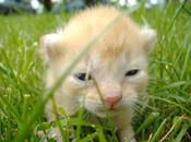 Parenting Having Pets Idea