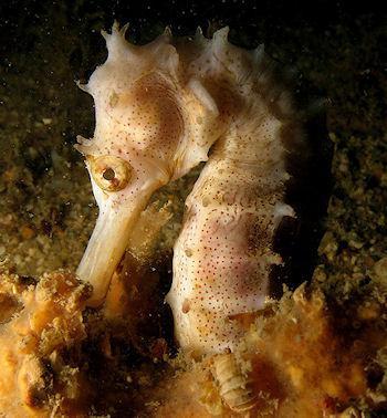 20 Incredible Seahorse Pics