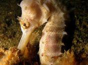 Incredible Seahorse Pics