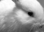 Things Should Know Before Buying Rabbit