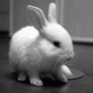 Amber The Rabbit: Image by Ke Wynn, Flickr