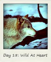 Wild at Heart - The Indianapolis Zoo #BlogFlash 2012 Day 18