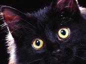 Black Cats Totally Pinworthy Too!