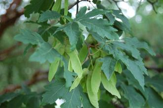 Acer griseum Seed (28/07/2012, Kew Gardens, London)