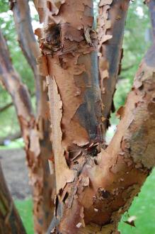 Acer griseum Bark (28/07/2012, Kew Gardens, London)