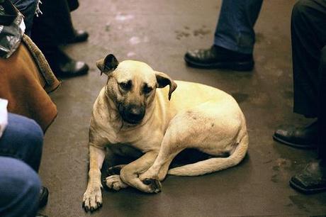 Why Dogs Ride the Subway in Moscow