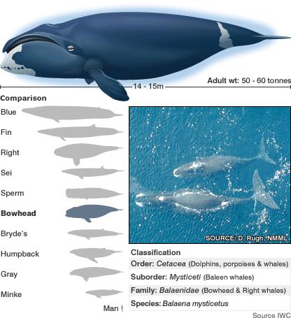 born in 1812 - Bowhead Whale - a 200-year-old mammal