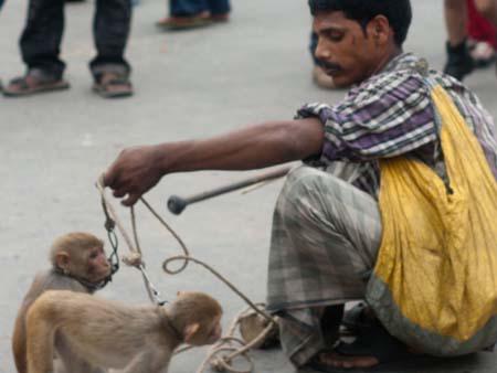 Monkey trainer and his dancing monkeys