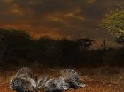 Fable Porcupines
