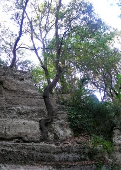 Dancing Angels, an Enchanted Forest, Old Olive Trees and Singing Bowls