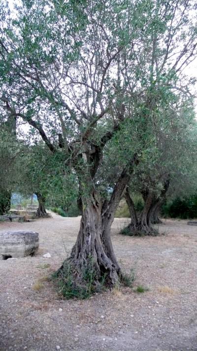Dancing Angels, an Enchanted Forest, Old Olive Trees and Singing Bowls