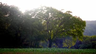 Dancing Angels, an Enchanted Forest, Old Olive Trees and Singing Bowls