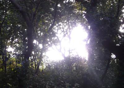 Dancing Angels, an Enchanted Forest, Old Olive Trees and Singing Bowls