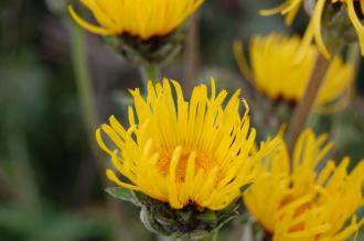 Inula helenium Flower (28/07/2012, Kew Gardens, London)