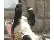 What Should Call Poets