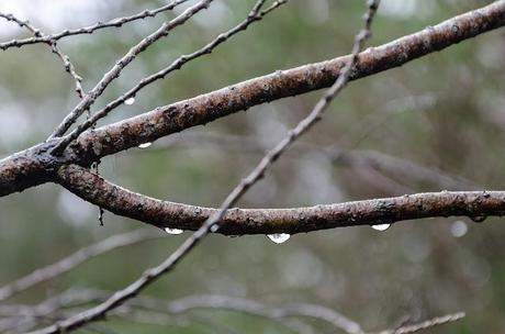 water droplets on a branch