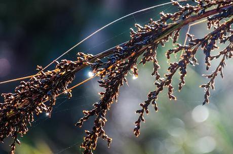water droplets on fern