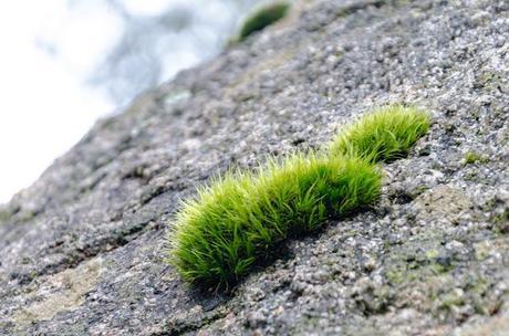 moss on granite boulder