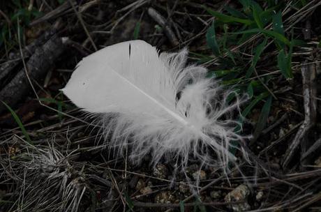 sulphur-crested cockatoo feather