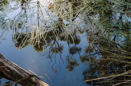 reflections on water in grahams creek