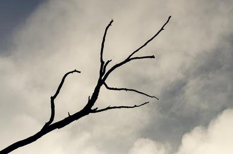 branch silhouetted against clouds