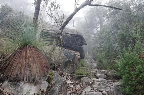 grass tree next to mount difficult range track