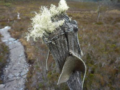overland track marker covered in moss