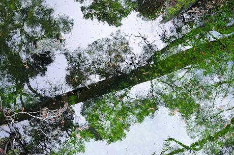 reflections of trees at surrey river