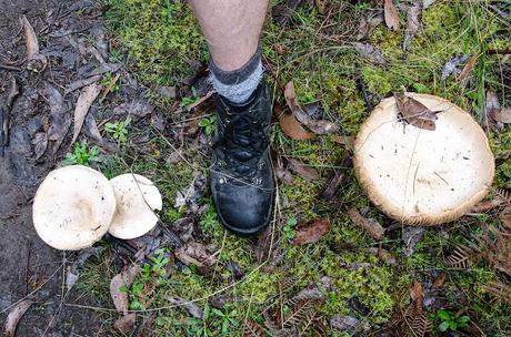 large fungi and boot as a size comparison on great south west walk