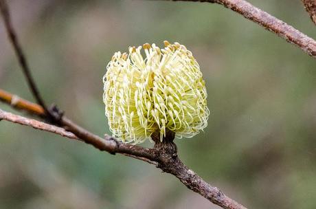 callistemon