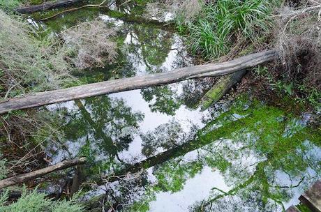 reflections of a fallen tree over surrey river