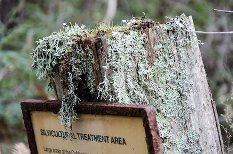 detail of information board in cobboboonee state forest