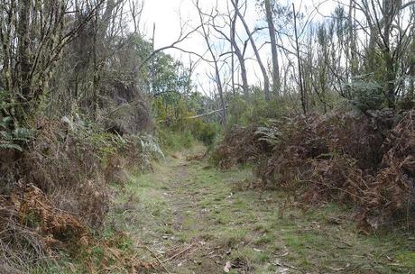 track in cobboboonee state forest on great south west walk