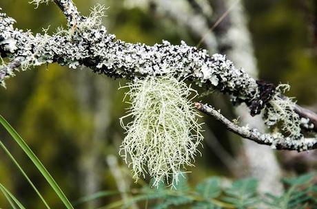 moss covered branch