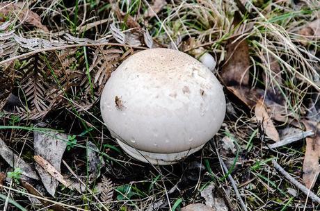 fungi on great south west walk