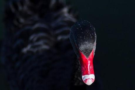 black swan at albert park lake melbourne