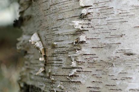 bark on a birch tree