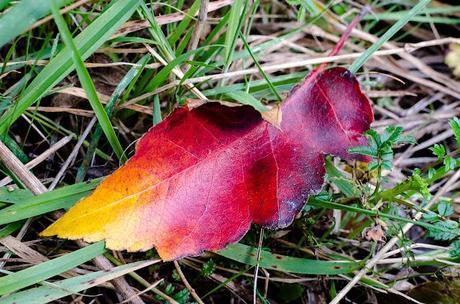 red and yellow leaf