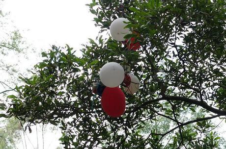 balloons in a tree