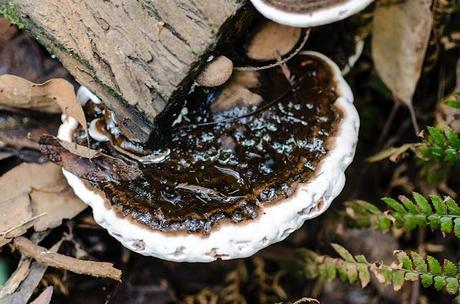 fungi on a log