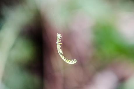 fern frond on a cobweb