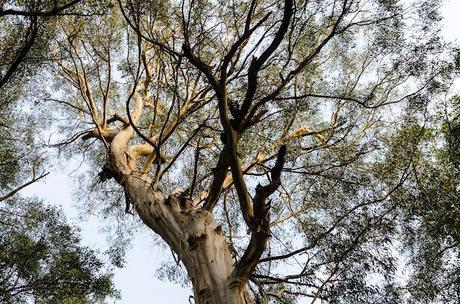 eucalypt tree on dandenong creek track