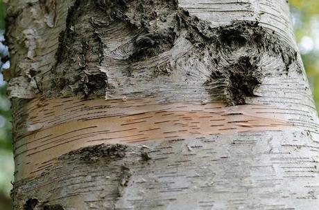 bark on a birch tree
