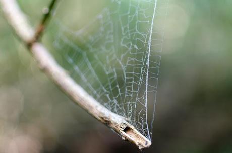 spider web and branch